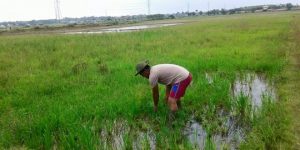 Bripka Suherman melakukan bercocok tanam dan bertani untuk bekal nanti ketika pensiun