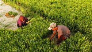 sawah-banjir