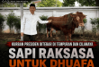 Sapi Presiden Seberat 1,2 Ton Dibagikan Bagi Warga Tak Mampu di Cilamaya dan Tempuran