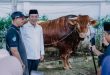 Sapi Presiden Bobot 1 Ton Dibagikan Kepada Anak Yatim di Pesisir Utara