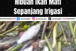 DLHK Karawang Selidiki Ribuan Ikan Mati Sepanjang Irigasi