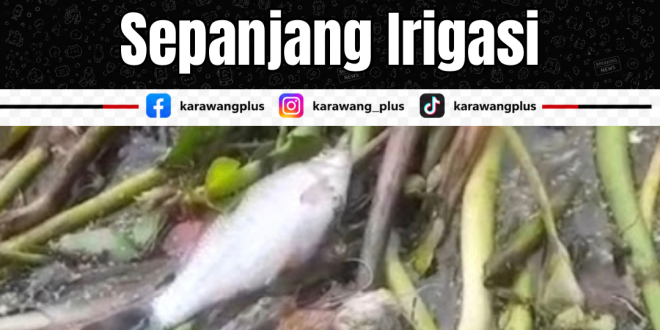 DLHK Karawang Selidiki Ribuan Ikan Mati Sepanjang Irigasi